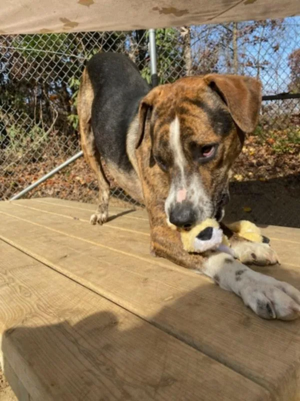 Humphrey thumbnail 5