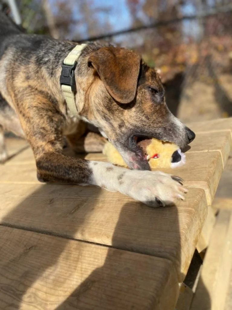 Humphrey thumbnail 6