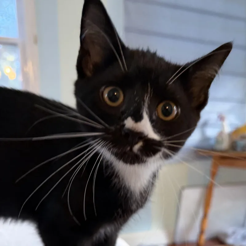 A baby small-sized male Domestic Short Hair cat named Shiitake for adoption in East Greenwich, RI