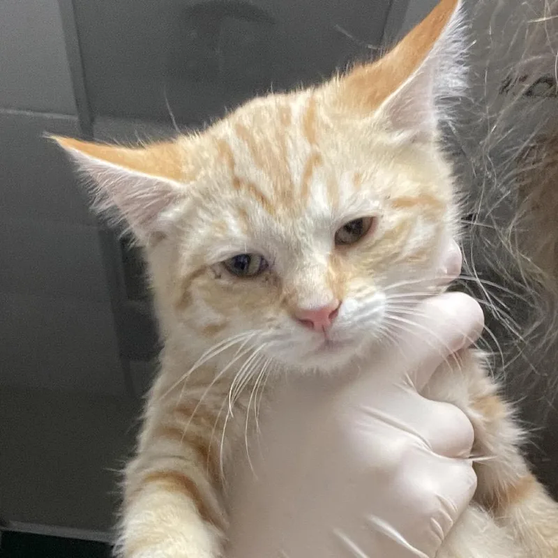A baby small-sized male Orange / Red Domestic Short Hair cat named Cryptid for adoption in Reno, NV