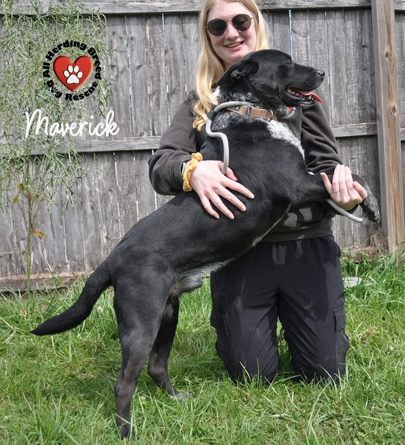 An adult medium-sized male Black Cattle Dog dog named Maverick for adoption in Joliet, IL