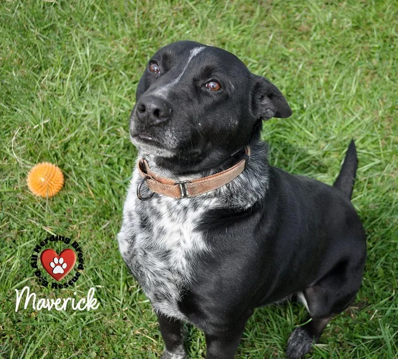 Maverick thumbnail 2