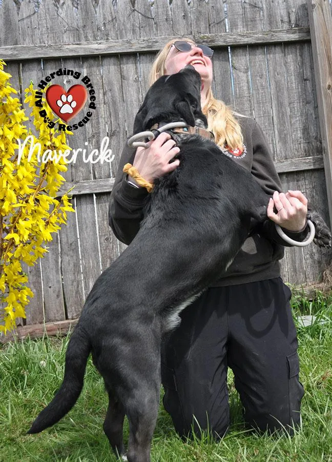 Maverick thumbnail 5