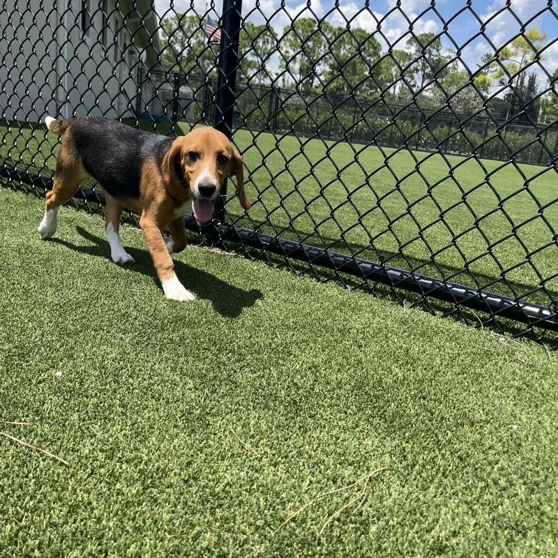 A baby small-sized male Yellow / Tan / Blond / Fawn Beagle dog named BSF Dr. Doof for adoption in LOXAHATCHEE, FL