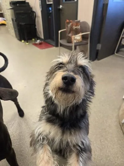 Chester