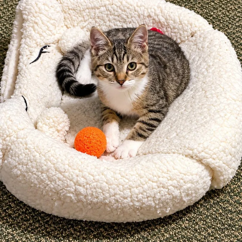 A baby small-sized female Brown / Chocolate Domestic Short Hair cat named Paisley for adoption in Spokane, WA