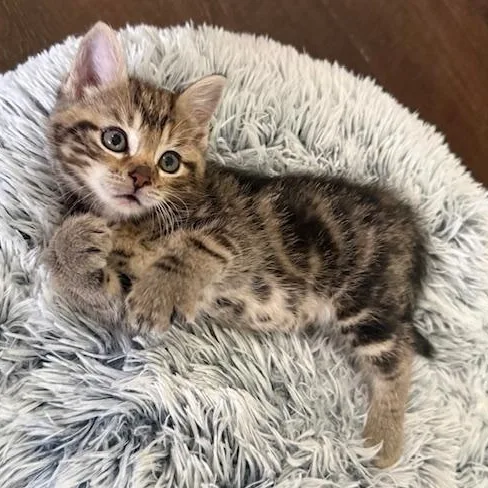 A young medium-sized female Dilute Calico Domestic Long Hair cat named Kiwi & Reese for adoption in Soddy Daisy, TN