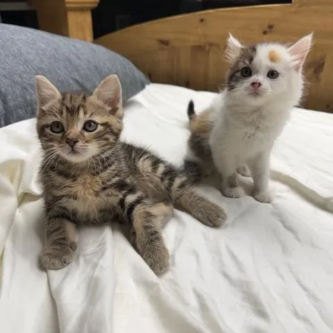 Kiwi & Reese thumbnail 3