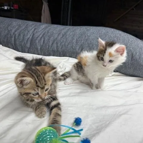 Kiwi & Reese thumbnail 4