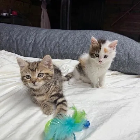 Kiwi & Reese thumbnail 6