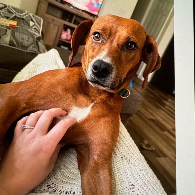 An adult medium-sized female Brown / Chocolate Mountain Cur dog named Oaky for adoption in Lenoir, NC