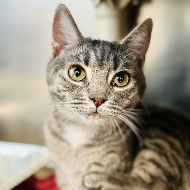 Miss Peregrine thumbnail 2