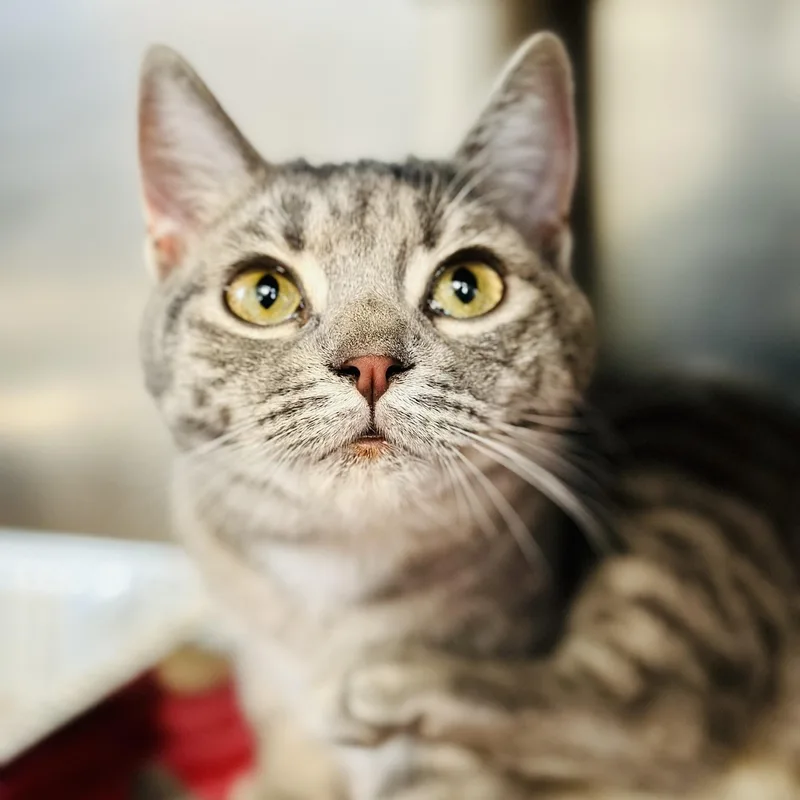 Miss Peregrine thumbnail 3