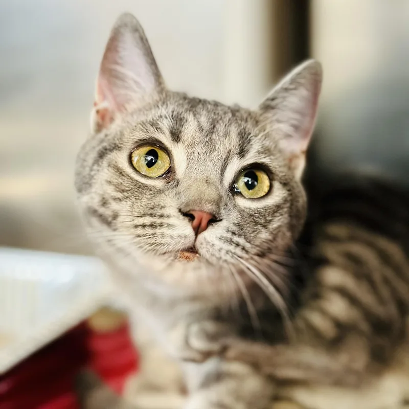 A young medium-sized female Tabby (Gray / Blue / Silver) Domestic Short Hair cat named Miss Peregrine for adoption in Jackson, NJ