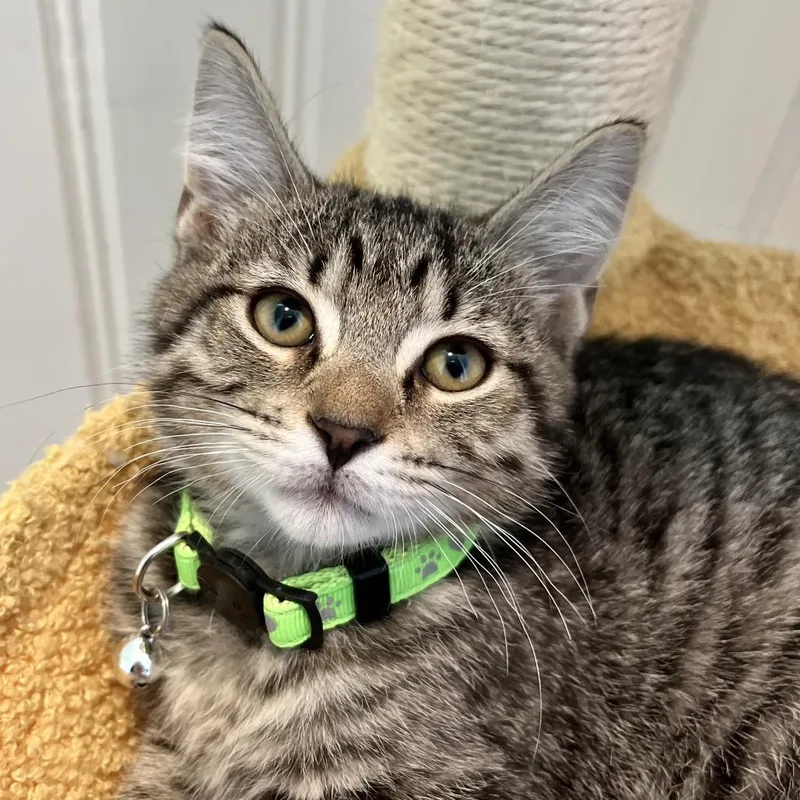 A baby small-sized male Gray / Blue / Silver Domestic Short Hair cat named Jack for adoption in La Grange, KY