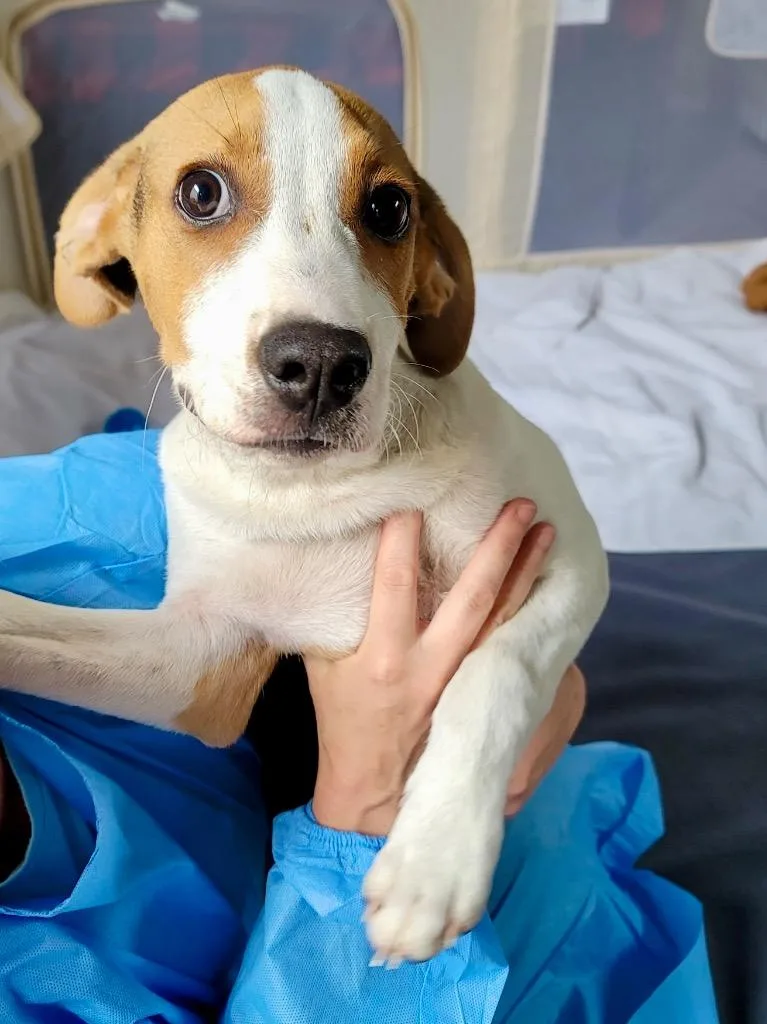 A baby medium-sized male Treeing Walker Coonhound dog named Cheeto for adoption in Ellijay, GA