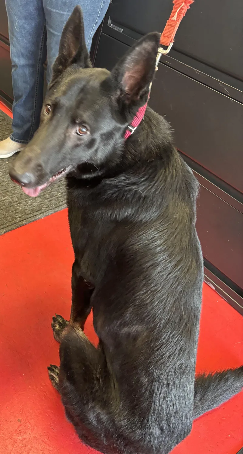 An adult large-sized male Black German Shepherd Dog dog named Max for adoption in Lakewood, CO
