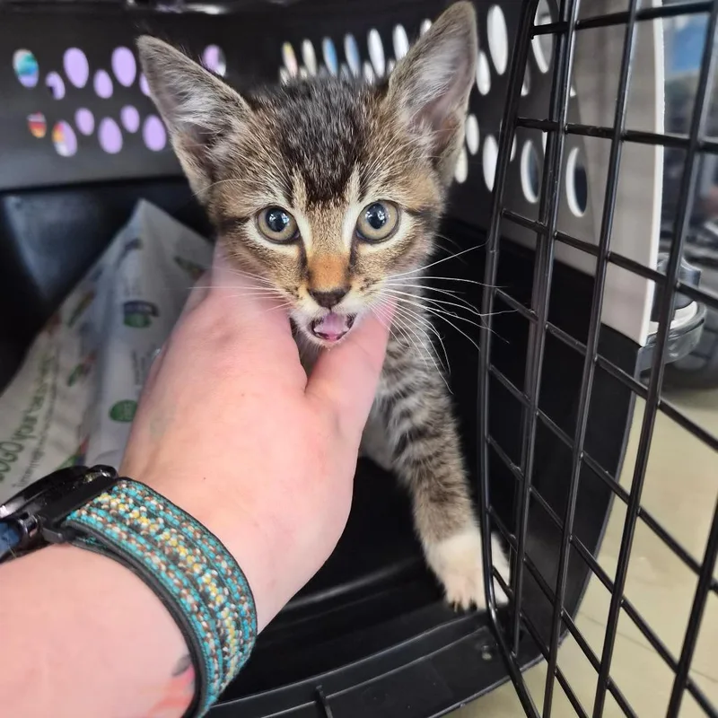 A baby small-sized female Brown / Chocolate Domestic Short Hair cat named Dipsy for adoption in Montgomery, AL