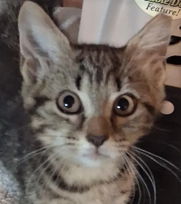A baby medium-sized female Tabby (Brown / Chocolate) Domestic Short Hair cat named Cybill for adoption in Garrett Park, MD