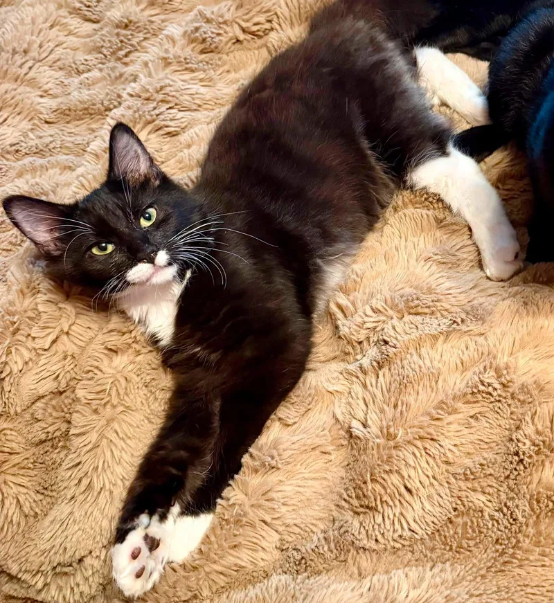 A baby medium-sized male Domestic Medium Hair cat named Destroyer of Worlds for adoption in Salisbury, MD