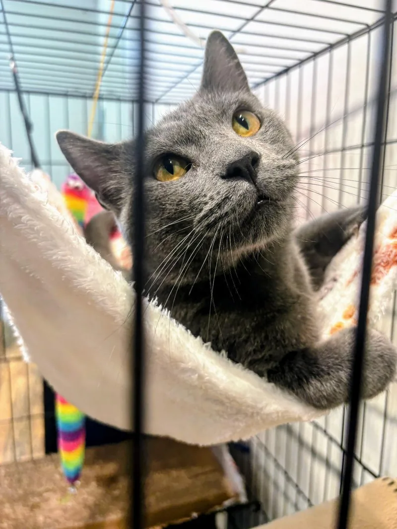 An adult medium-sized male Gray / Blue / Silver Domestic Short Hair cat named Samuel for adoption in Louisville, KY