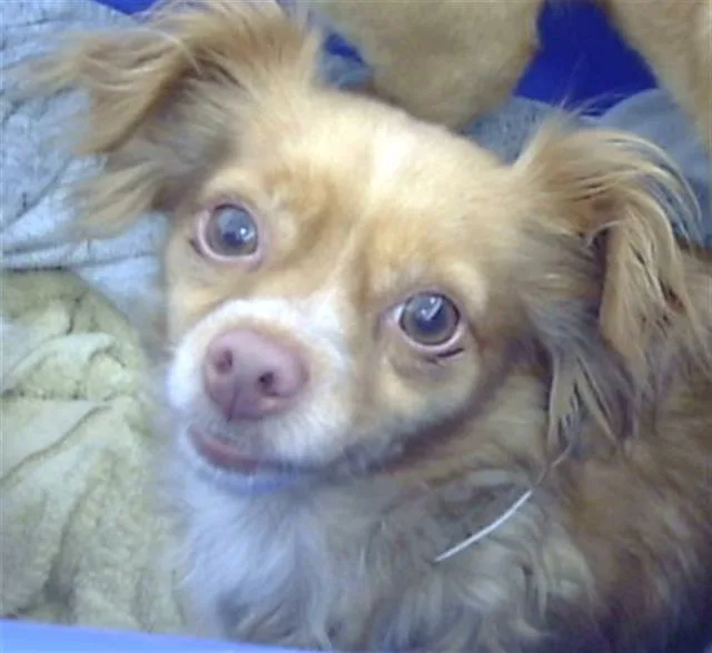 An adult small-sized female Mixed Breed dog named Madeleine for adoption in Dallas, TX