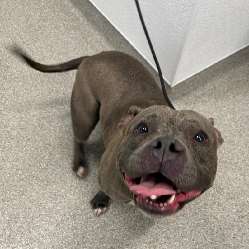 An adult medium-sized female Gray / Blue / Silver Pit Bull Terrier dog named Nessie for adoption in Matteson, IL