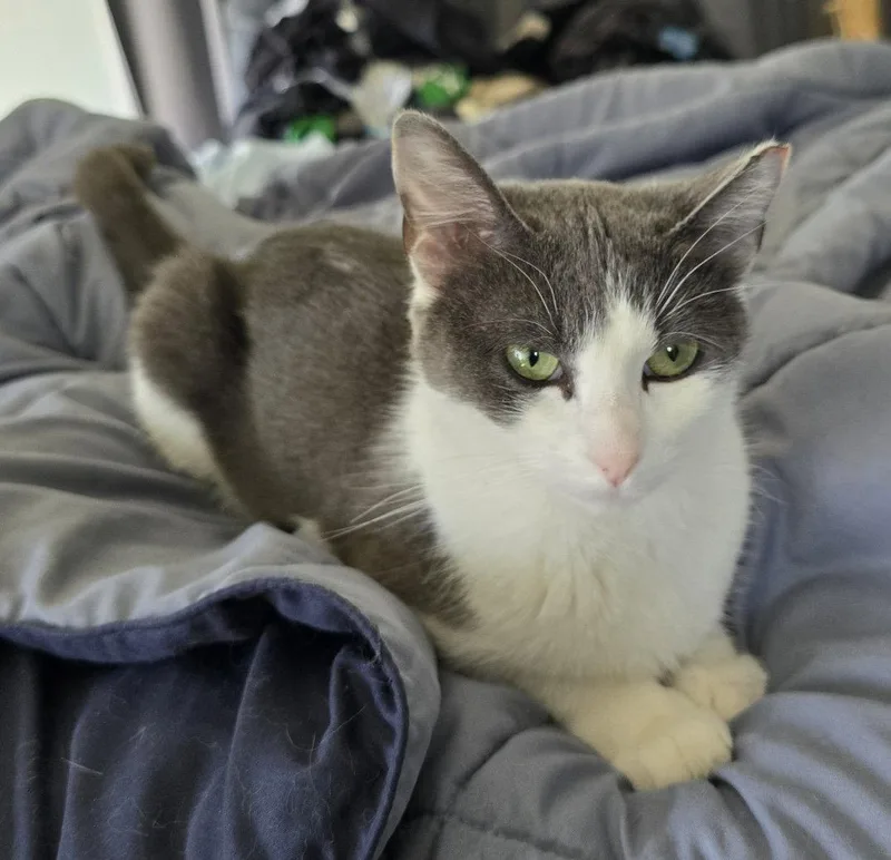 A young medium-sized female Gray & White Domestic Short Hair cat named Ali for adoption in Crystal, MN