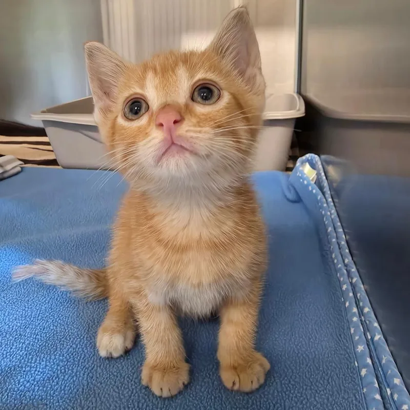A baby small-sized male Orange / Red Domestic Short Hair cat named Pumpkin Spice Latte for adoption in Hinsdale, IL