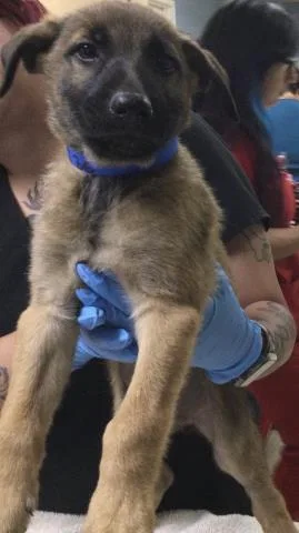 A baby small-sized male German Shepherd Dog dog named Dutch for adoption in Riverside, CA