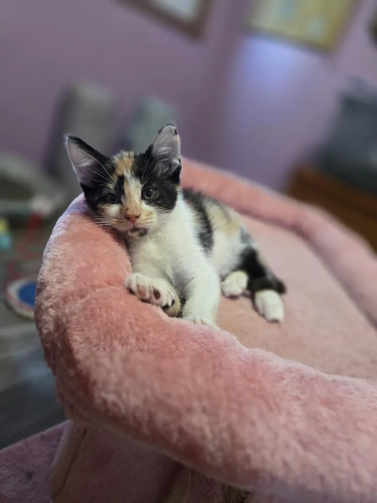 A baby small-sized female Domestic Short Hair cat named Phoenix for adoption in Union Grove, WI