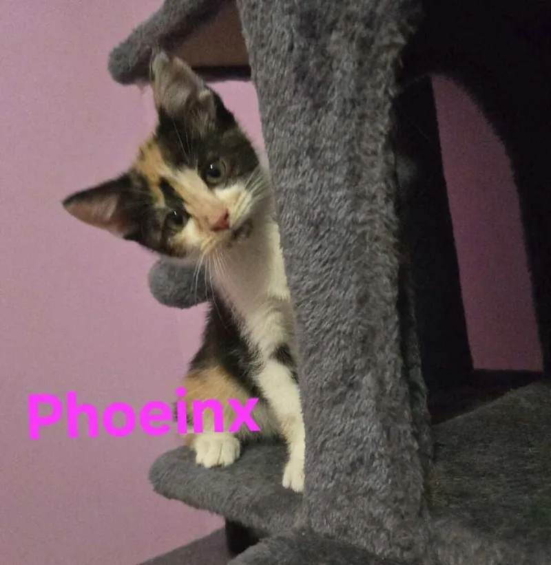 Phoenix thumbnail 3