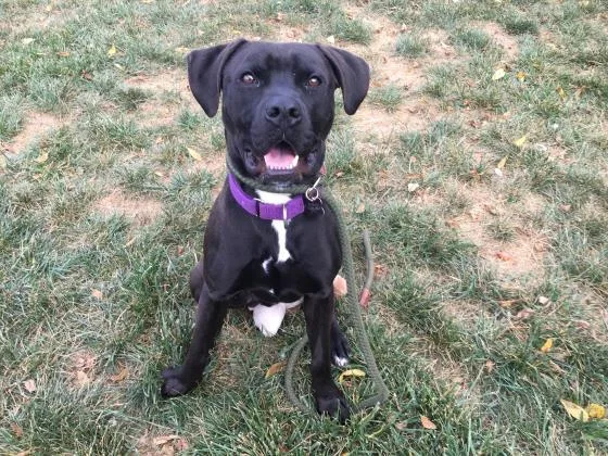 An adult medium-sized male Pit Bull Terrier dog named Major for adoption in Kansas City, MO