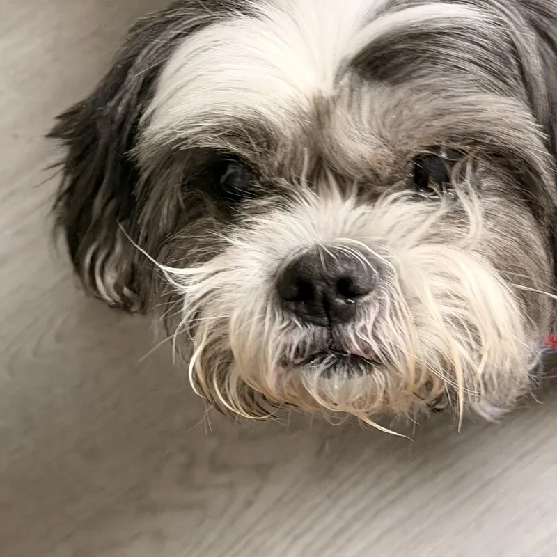 Trooper “true” thumbnail 4