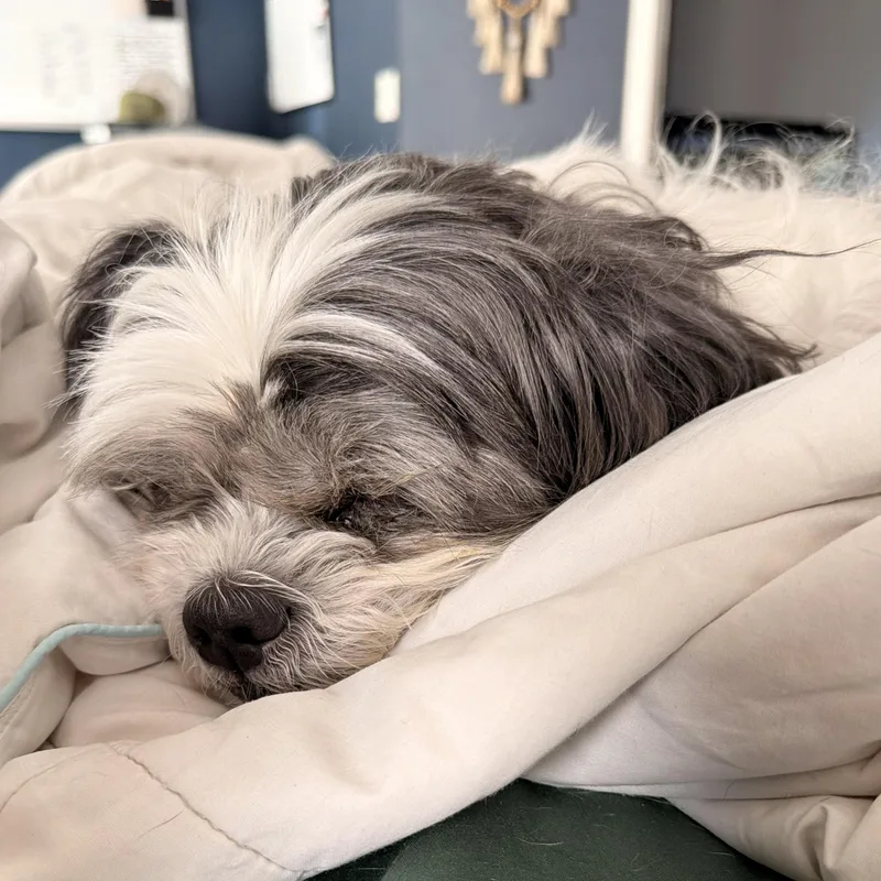 Trooper “true” thumbnail 5