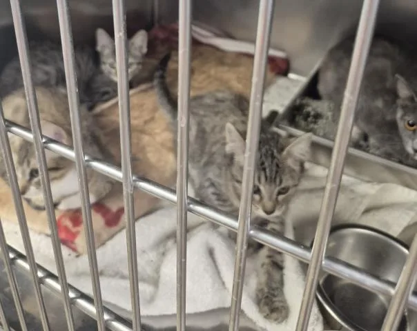 A baby small-sized female Domestic Short Hair cat named Florence for adoption in Decatur, IL