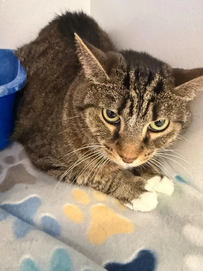 A senior medium-sized female Domestic Short Hair cat named Reba for adoption in New Kensington, PA