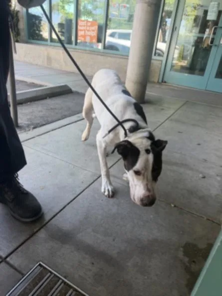 A young medium-sized male Bull Terrier dog named Chester for adoption in Chatsworth, CA