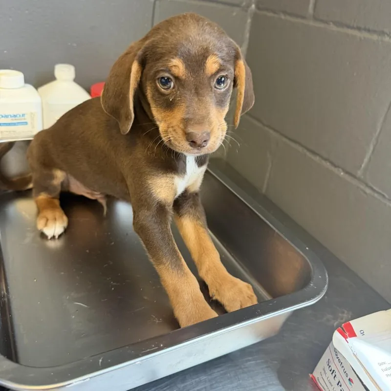 A baby small-sized male Brown / Chocolate Labrador Retriever dog named Tuscstray_ for adoption in Tuscaloosa, AL