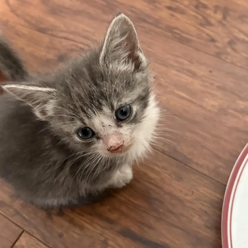 A young small-sized male Domestic Short Hair cat named Prince for adoption in Ferndale, WA