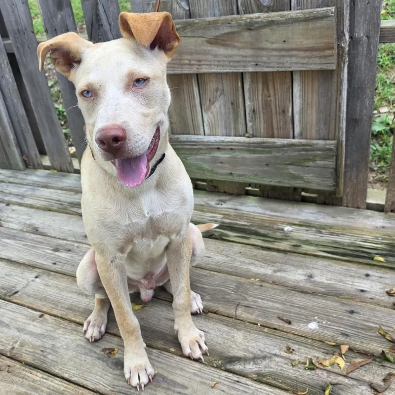 A young medium-sized male White / Cream Mixed Breed dog named Frank Blueberry Sinatra for adoption in Pulaski, TN