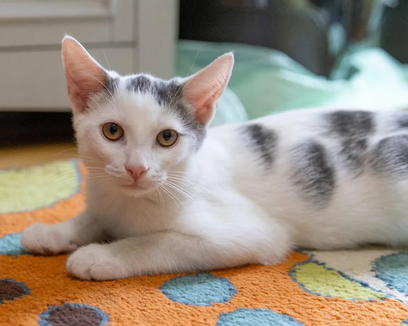 A baby medium-sized male Gray & White Domestic Short Hair cat named Dobby for adoption in Reston, VA