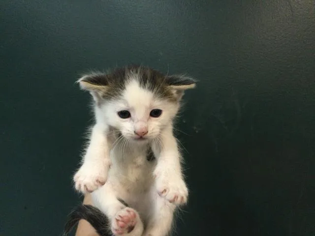 A baby small-sized male Domestic Short Hair cat named Castiel for adoption in Thousand Palms, CA