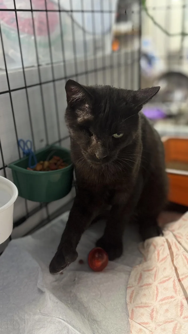 A young medium-sized male Black Domestic Short Hair cat named Tempo N greatest for adoption in New York, NY
