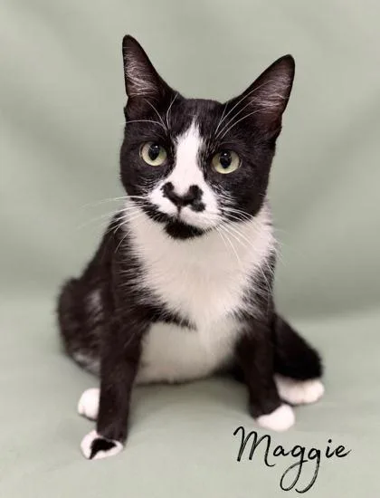 An adult small-sized female Domestic Short Hair cat named Maggie for adoption in Morton Grove, IL