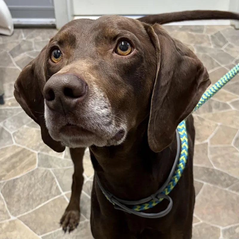 An adult medium-sized male Brown / Chocolate German Shorthaired Pointer dog named Drago for adoption in Columbia, SC