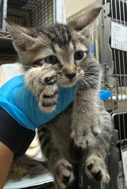 A baby small-sized female Domestic Short Hair cat named Shade for adoption in Honolulu, HI