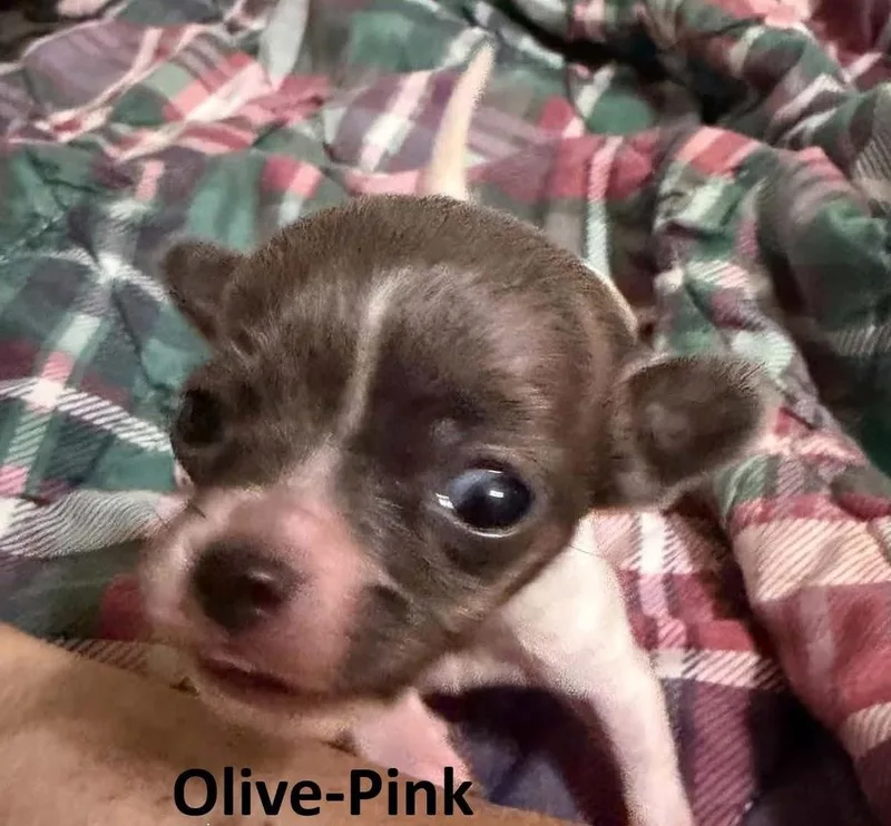 A baby small-sized female Chihuahua dog named Olive for adoption in Middletown, CT