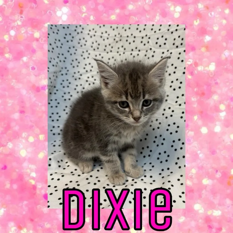 A baby medium-sized female Brown / Chocolate Domestic Medium Hair cat named Dixie for adoption in Royse City, TX