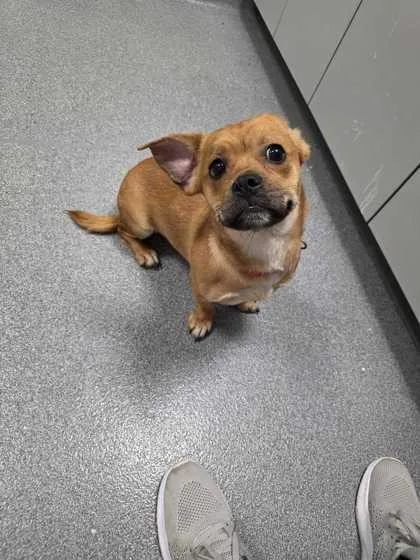 An adult small-sized female Mixed Breed dog named Sugar Plum for adoption in Sevierville, TN